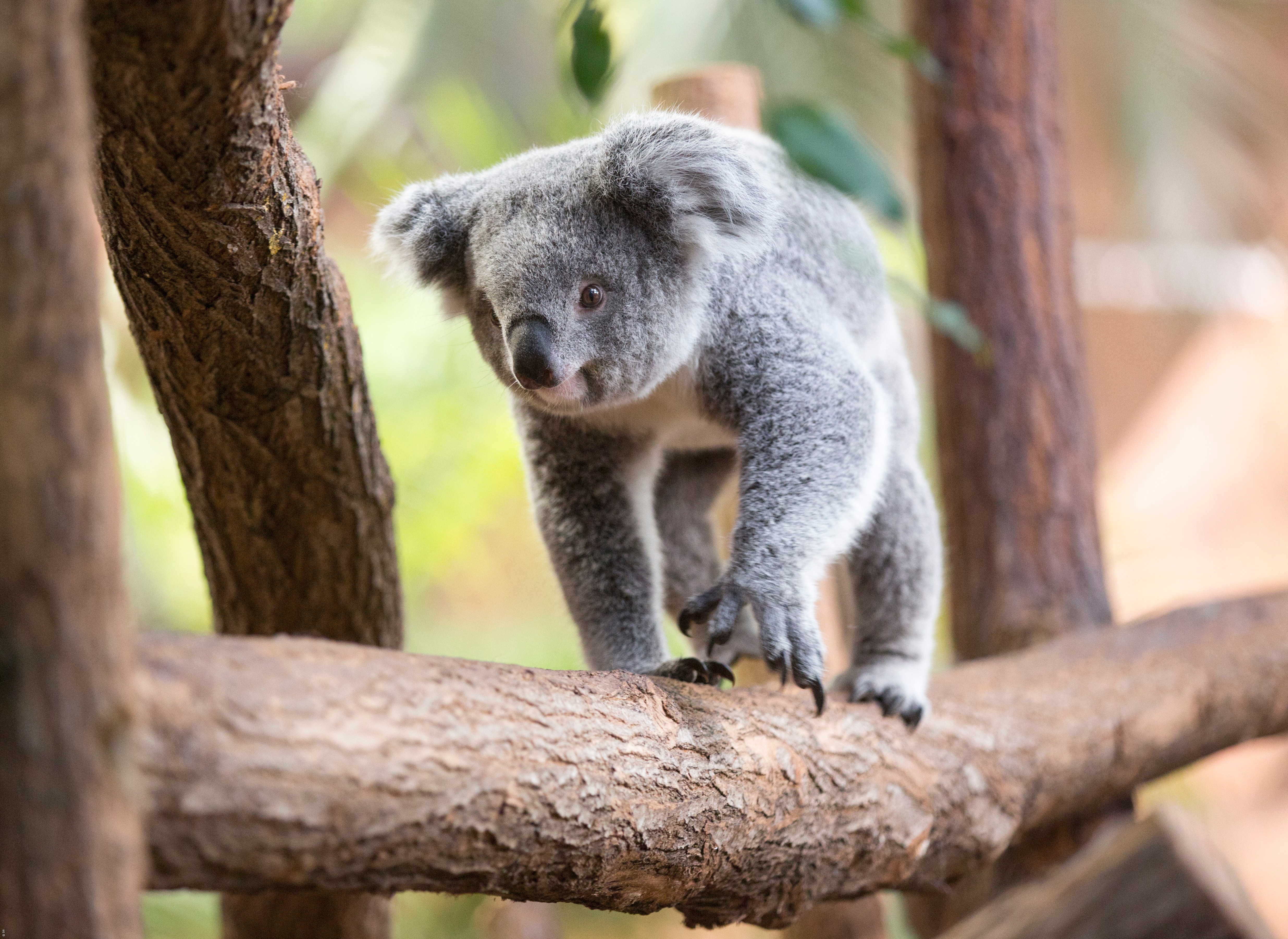 ZooParc de Beauval